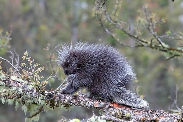 Bildagentur Mauritius Images Close Up Of A North American Porcupine Erethizon Dorsatum On A Tree Stump Bildagentur Mauritius Images Close Up Of A North American Porcupine Erethizon Dorsatum On A Tree Stump