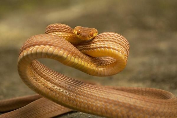 Stock photo of Hairy Bush Viper (Atheris hispida), captive from