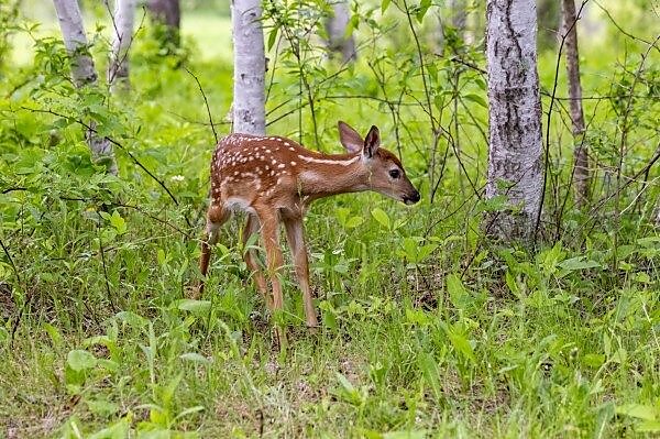 Bildagentur Mauritius Images Roe Deer Animal Forest Roe Deer Capreolus Capreolus Cloven Hoofed Animals Ruminats Wood Forest Fawns Twins Field Nature Wild Animal Forest Animals Wild Animals European Roe Deer Germany