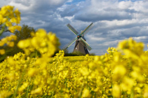 Germany, Schleswig Holstein, district of Plön, rape field, windmill, 'Windmühle Sventana' (windmill) Germany, Schleswig Holstein, district of Plön, rape field, windmill, 'Windmühle Sventana' (windmill)