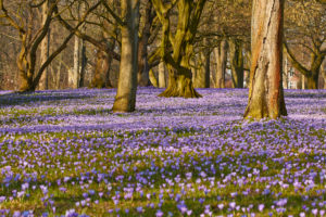 Germany, Schleswig - Holstein, Husum, approx. 5 millions lilac crocuses (Crocus napolitanus) every year, castle grounds, the 'Schloss vor Husum' (castle), known as 'Blütenwunder des Nordens' Germany, Schleswig - Holstein, Husum, approx. 5 millions lilac crocuses (Crocus napolitanus) every year, castle grounds, the 'Schloss vor Husum' (castle), known as 'Blütenwunder des Nordens'