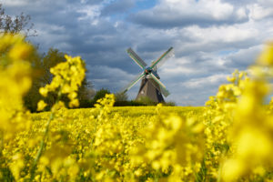 Germany, Schleswig Holstein, district of Plön, rape field, windmill, 'Windmühle Sventana' (windmill) Germany, Schleswig Holstein, district of Plön, rape field, windmill, 'Windmühle Sventana' (windmill)