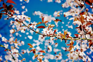 Cherry plum flowers in spring Cherry plum flowers in spring