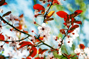 Cherry plum flowers in spring Cherry plum flowers in spring