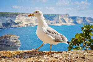 Albatross, Bonifacio Corsica Albatross, Bonifacio Corsica