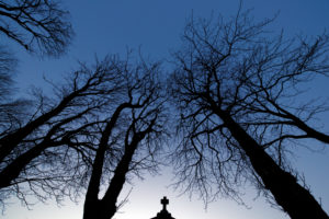 Tree in winter, no leafs Tree in winter, no leafs