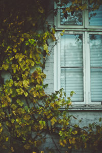 Fenster mit geschlossener Jalousie und Weinlaub, Fenster mit geschlossener Jalousie und Weinlaub,