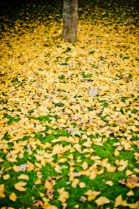 Herbstliches Laub vom Ginkgobaum, Herbstliches Laub vom Ginkgobaum,