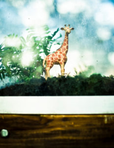 Spielzeug-Giraffe in Vitrine mit Moos, Spielzeug-Giraffe in Vitrine mit Moos,
