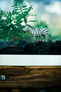 Spielzeug-Zebra in Vitrine mit Moos, Spielzeug-Zebra in Vitrine mit Moos,