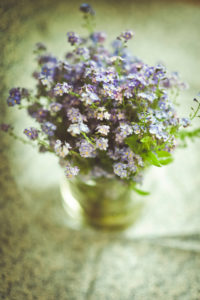 Vergissmeinnicht in Vase, Vergissmeinnicht in Vase,