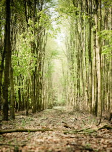 Waldweg im Frühling, Waldweg im Frühling,
