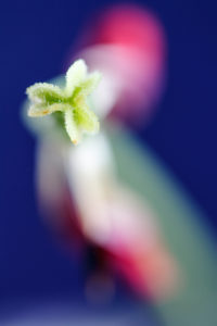 Macrophotography of a tulip with selective focus on pistil and petals Macrophotography of a tulip with selective focus on pistil and petals