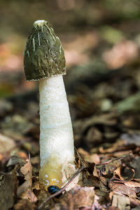 Common stinkhorn, phallus impudicus Common stinkhorn, phallus impudicus
