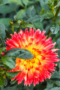 Semi Dinnerplate Dahlia 'Sights of Summer' Semi Dinnerplate Dahlia 'Sights of Summer'