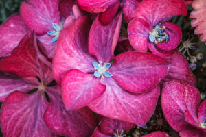 Hydrangea 'Black diamonds' flower, close-up Hydrangea 'Black diamonds' flower, close-up