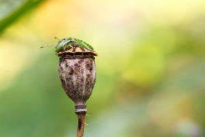 Green shield bug, Palomena prasina, on poppy seed capsule Green shield bug, Palomena prasina, on poppy seed capsule