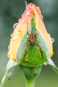 Morning hours in the garden, cross spider at rose bud Morning hours in the garden, cross spider at rose bud