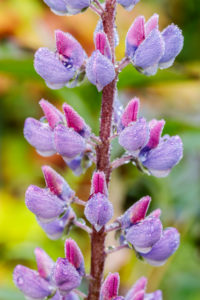 Lupin, flower, detail Lupin, flower, detail