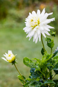 Cactus dahlia, white, natural habitat, drop of water Cactus dahlia, white, natural habitat, drop of water