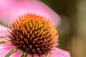 Purple corneflower, Echinacea purpurea, close-up Purple corneflower, Echinacea purpurea, close-up