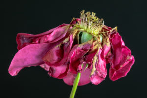 Rose, faded, close-up Rose, faded, close-up
