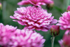 Winter aster, close-up, double flowers Winter aster, close-up, double flowers