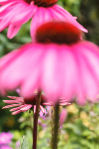 purple coneflower, Echinacea purpurea, close-up purple coneflower, Echinacea purpurea, close-up