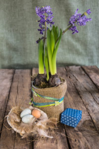 rural Easter decoration, hyacinths and seashell as Easter nest rural Easter decoration, hyacinths and seashell as Easter nest