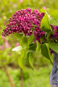 Spring still life, lilac in a vase, floral arrangement Spring still life, lilac in a vase, floral arrangement