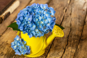Blue hydrangea, decorative watering can as a vase, wooden background, still life Blue hydrangea, decorative watering can as a vase, wooden background, still life