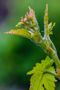 Grapevine, fresh shoot, close-up Grapevine, fresh shoot, close-up