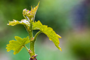 Grapevine, fresh shoot, close-up Grapevine, fresh shoot, close-up