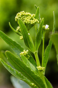 Horseradish, Armoracia rusticana, flower Horseradish, Armoracia rusticana, flower