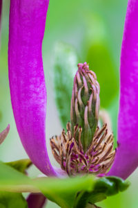 Pink Magnolia 'Susan', close-up Pink Magnolia 'Susan', close-up