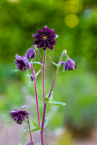 Aquilegia vulgaris hybrid 'Black Barlow', stuffed columbine, close-up Aquilegia vulgaris hybrid 'Black Barlow', stuffed columbine, close-up