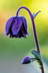 Aquilegia vulgaris hybrid 'Black Barlow', stuffed columbine, close-up Aquilegia vulgaris hybrid 'Black Barlow', stuffed columbine, close-up