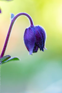 Aquilegia vulgaris hybrid 'Black Barlow', stuffed columbine, close-up Aquilegia vulgaris hybrid 'Black Barlow', stuffed columbine, close-up