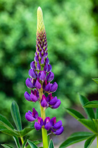 Lupine, blossom, nature in detail Lupine, blossom, nature in detail
