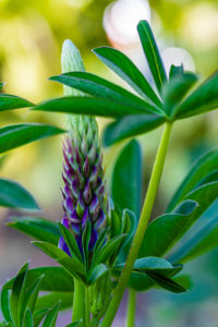 Lupine, blossom, nature in detail Lupine, blossom, nature in detail