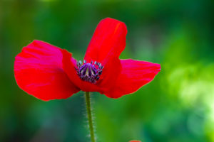 Poppy, papaver, close-up Poppy, papaver, close-up