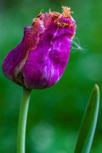 A faded tulip, floral still life A faded tulip, floral still life