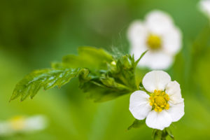 Wild strawberry, blossom Wild strawberry, blossom