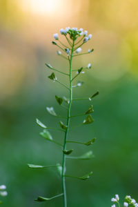 Bitter candied flower (Ideris amara), farmer's mustard, withered Bitter candied flower (Ideris amara), farmer's mustard, withered
