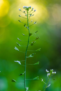 Bitter candied flower (Ideris amara), farmer's mustard, withered Bitter candied flower (Ideris amara), farmer's mustard, withered