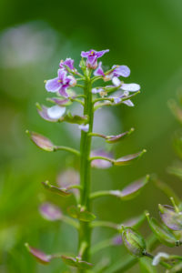 Bitter candied flower (Ideris amara), farmer's mustard, withered Bitter candied flower (Ideris amara), farmer's mustard, withered