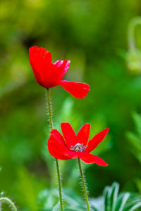 Poppy, papaver, close-up Poppy, papaver, close-up
