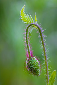 Poppy, papaver, bud, close-up Poppy, papaver, bud, close-up