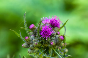 Common thistle, Cirsium vulgare, flower, buds Common thistle, Cirsium vulgare, flower, buds