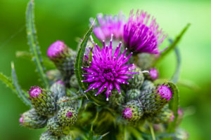 Common thistle, Cirsium vulgare, flower, buds Common thistle, Cirsium vulgare, flower, buds